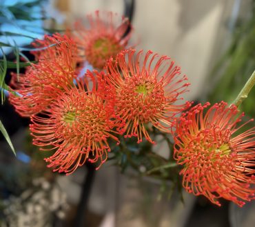 ピンクッション|「バルーンフラワー」　（岩手県紫波郡矢巾町の花屋）のブログ
