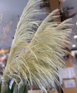 パンパス|「バルーンフラワー」　（岩手県紫波郡矢巾町の花屋）のブログ