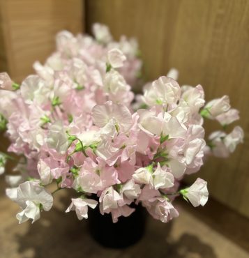 スイートピー｜「バルーンフラワー」　（岩手県紫波郡矢巾町の花キューピット加盟店 花屋）のブログ