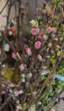 桃の木｜「バルーンフラワー」　（岩手県紫波郡矢巾町の花キューピット加盟店 花屋）のブログ