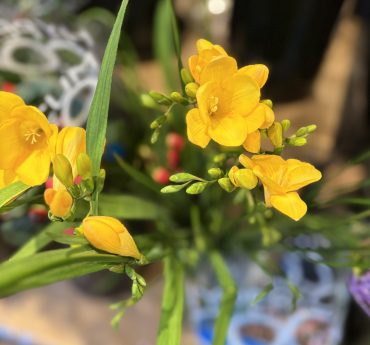 フリージア｜「バルーンフラワー」　（岩手県紫波郡矢巾町の花キューピット加盟店 花屋）のブログ