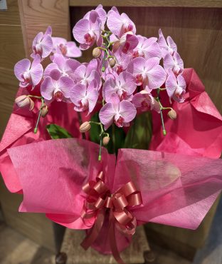 ミディアム胡蝶蘭|「バルーンフラワー」　（岩手県紫波郡矢巾町の花屋）のブログ